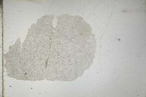 Plane Polarized, S15513