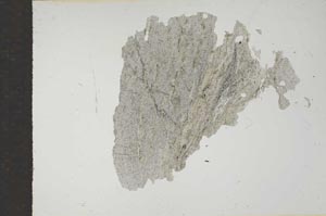 Plane Polarized, S15520