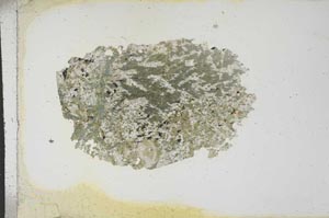 Plane Polarized, S15527