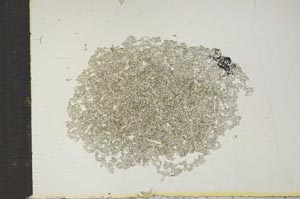Plane Polarized, S15553