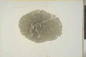 Plane Polarized, S15599