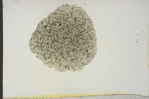 Plane Polarized, S15647