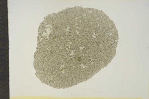 Plane Polarized, S15650