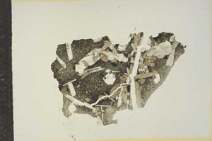 Plane Polarized, S15651