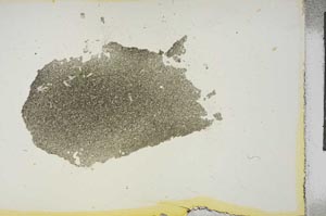 Plane Polarized, S15652