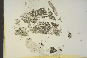 Plane Polarized, S15655