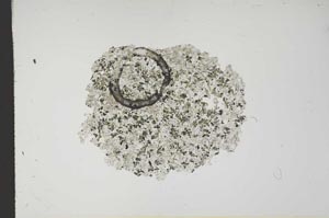 Plane Polarized, S15714