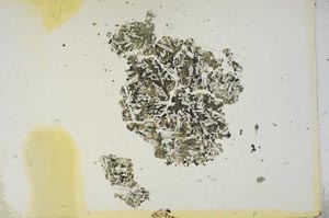 Plane Polarized, S15723