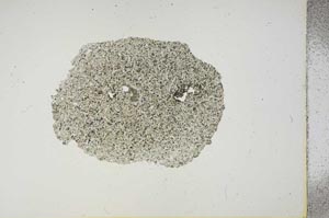 Plane Polarized, S15729