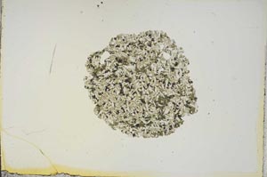 Plane Polarized, S15740