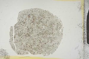 Plane Polarized, S15768