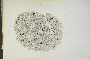 Plane Polarized, S15776