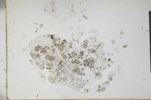 Plane Polarized, S15789