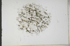 Plane Polarized, S15803