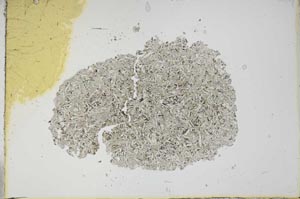 Plane Polarized, S15891