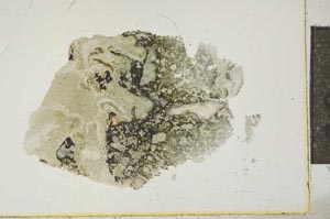Plane Polarized, S15904
