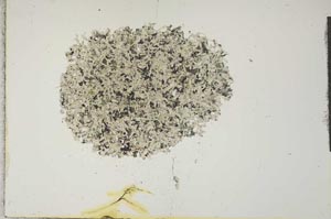 Plane Polarized, S15907