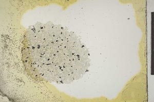 Plane Polarized, S15908