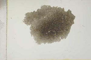 Plane Polarized, S15913