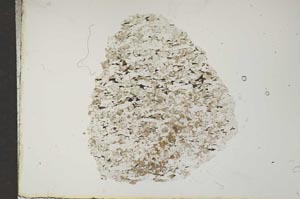 Plane Polarized, S15925