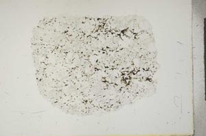 Plane Polarized, S15926