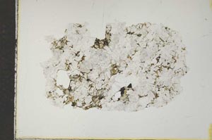 Plane Polarized, S15945