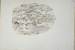 Plane Polarized, S15950