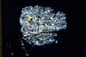 Cross Polarized, S15953