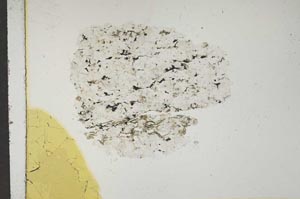 Plane Polarized, S15953