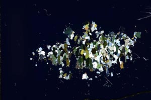 Cross Polarized, S15954