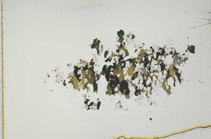 Plane Polarized, S15954