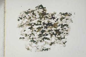 Plane Polarized, S15955