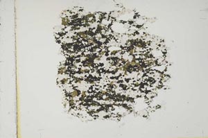 Plane Polarized, S15956