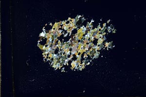 Cross Polarized, S15957