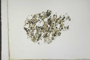 Plane Polarized, S15957