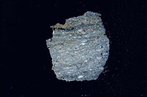 Cross Polarized, S15962