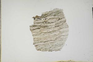 Plane Polarized, S15962