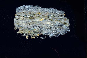 Cross Polarized, S15966/A