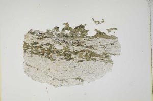 Plane Polarized, S15966/B