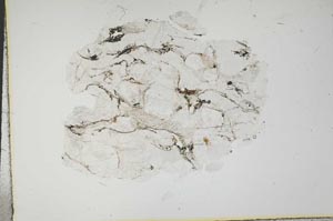 Plane Polarized, S15980