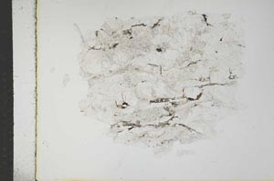 Plane Polarized, S15981