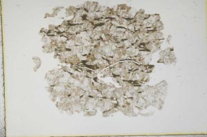 Plane Polarized, S15982