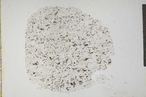 Plane Polarized, S15983