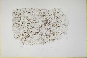 Plane Polarized, S15984