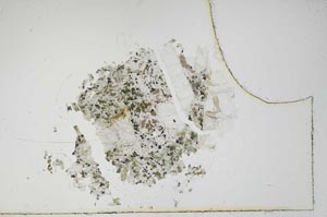 Plane Polarized, S15987