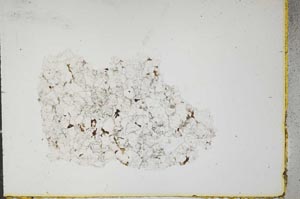 Plane Polarized, S16009