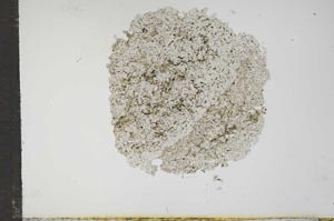 Plane Polarized, S16010