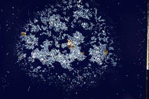 Cross Polarized, S16020