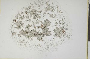 Plane Polarized, S16020