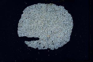 Cross Polarized, S16037